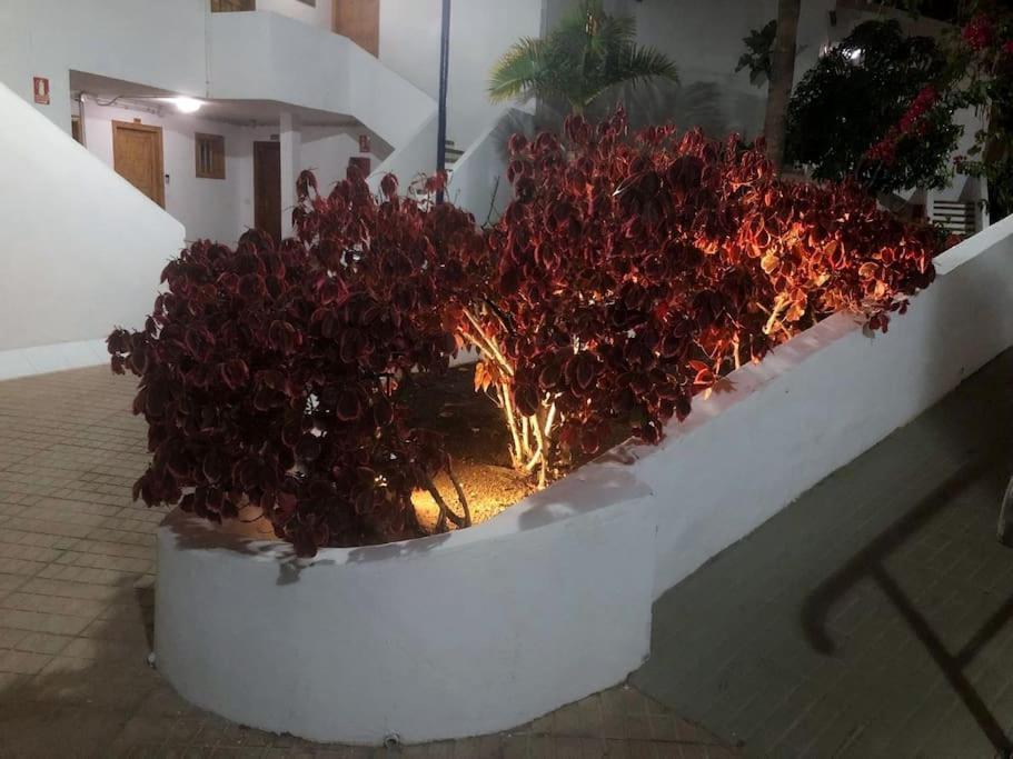Apartment Elisa En Garden Con Piscina Climatizada Playa Fanabe